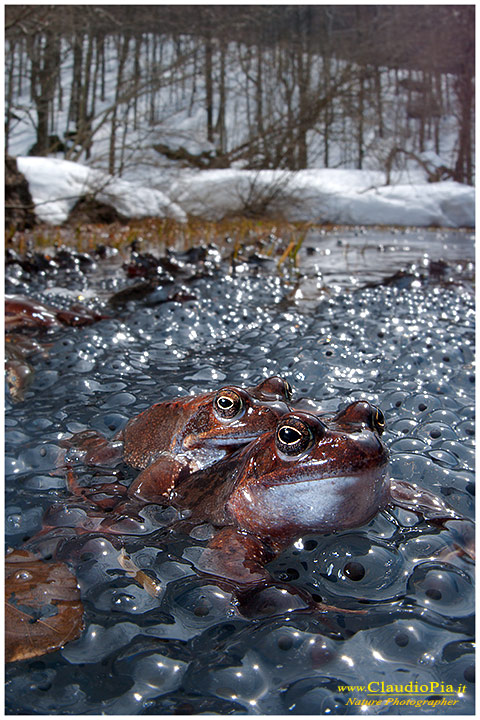  foto, rana temporaria, common frog, mating, eggs, deposizione, val d'aveto